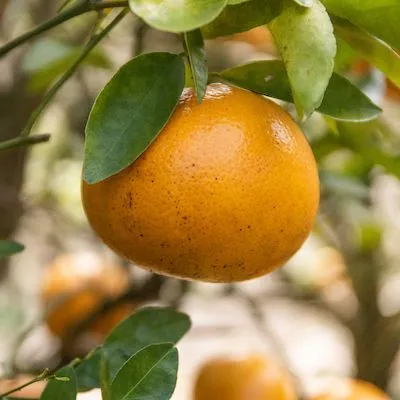 thumbnail for publication: Citrus Nursery Production Guide, Chapter 8: Stock Plant and Tree Production: b) Irrigation and Fertilization